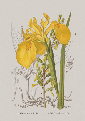 Spring flowers (Orchidaceae, Iridaceae): a) Twayblade (Neottia ovata, or Listera ovata): b) Yellow flag (Iris pseudacorus). Chromolithograph, published in 1884.