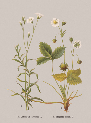 Spring flowers (Caryophyllaceae, Rosaceae): a) Field mouse-ear (Cerastium arvense); b) Wild strawberry (Fragaria vesca). Chromolithograph, published in 1884.