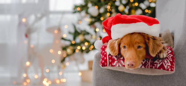 istock Toller retriever in Christmas time 1406795009