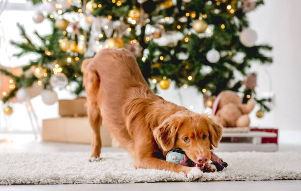 istock Toller retriever in Christmas time 1406795013