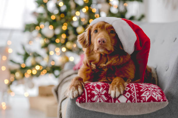 istock Toller retriever in Christmas time 1406795030