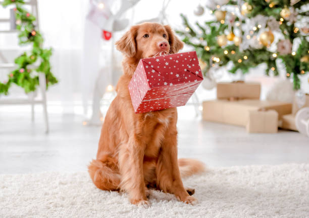 istock Toller retriever in Christmas time 1406795042