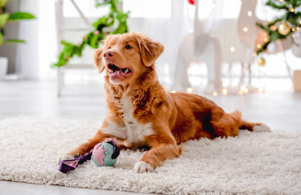 istock Toller retriever in Christmas time 1406795047