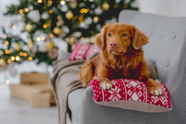 istock Toller retriever in Christmas time 1406795054