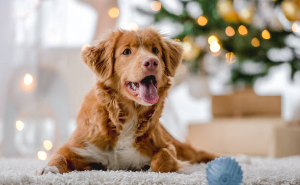 istock Toller retriever in Christmas time 1406795062