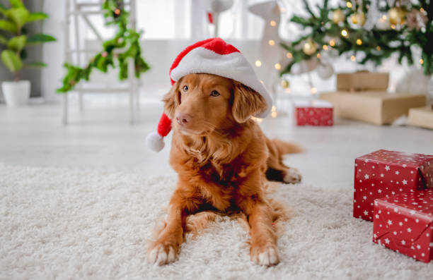 istock Toller retriever in Christmas time 1406795069