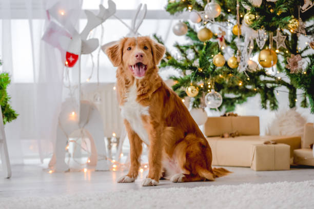 istock Toller retriever in Christmas time 1406795080