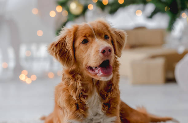 istock Toller retriever in Christmas time 1406795093