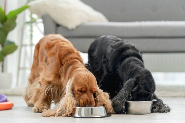 istock English cocker spaniel dogs at home 1406795096