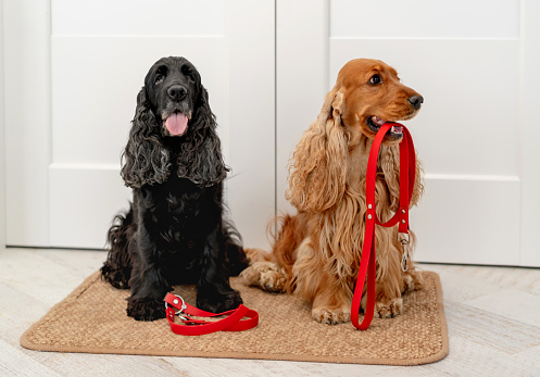English cocker spaniel dogs with red leashes are waiting for walk while sitting on door mat at home