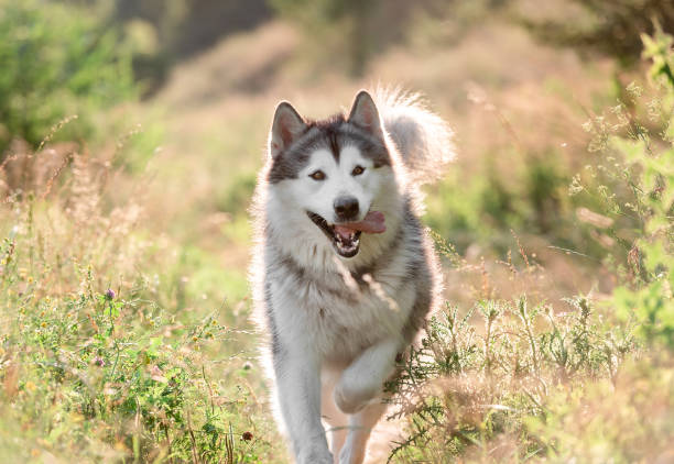 istock Alaskan malamute running on sunny field 1406795147