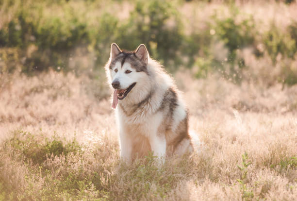istock Adoarble dog sitting on summer meadow 1406795172
