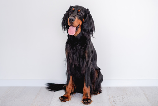 Scottish setter dog with tongue out sitting near white wall indoors