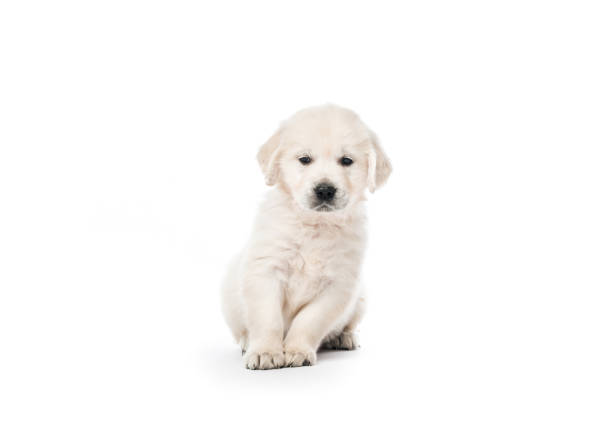 istock Golden retriever puppy sitting isolated 1406795224