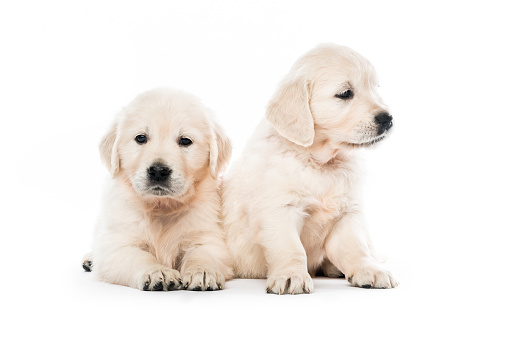 Cute two golden retriever puppies together isolated on white background