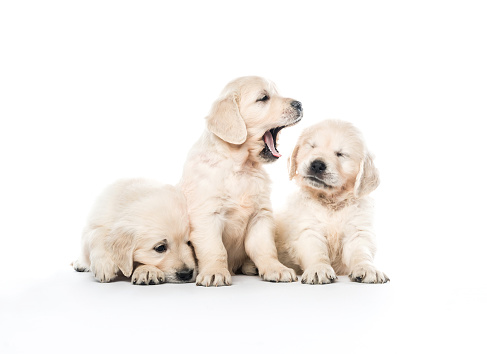 Emotional behaviour of golden retriever puppies sitting isolated on white background