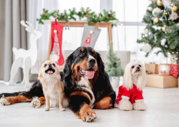 istock Dog near christmas tree at home 1406795257