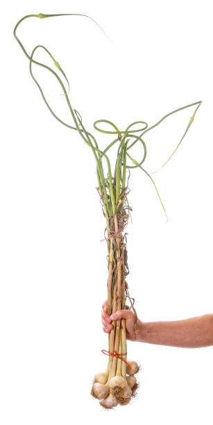 istock Man Holding a Bunch of Fresh Garlic Bulbs 1406796833