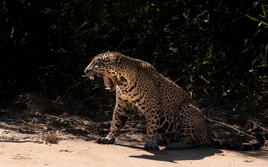 A Male of wild Jaguar in Pantanal