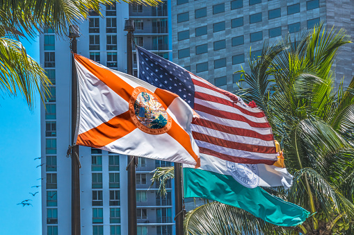 US Florida Flags Birds Palm Trees Street Buildings Miami Florida