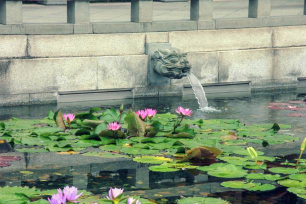 Scenic Pond with Chinese Mythical Dragon-head Fountains and stunning Water Purple Lilies in Public Park of Chi Lin Nunnery,Kowloon,Hong Kong Scenic Pond with Chinese Mythical Dragon-head Fountains and stunning Water Purple Lilies in Public Park of Chi Lin Nunnery,Kowloon,Hong Kong,China. Creative water feature design idea in Asia region. mauremys reevesii stock pictures, royalty-free photos & images