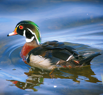 Wood duck on the pond in Canada