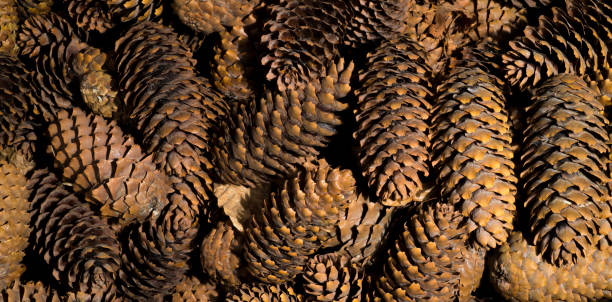 istock fir cones in brown color for background banner 1406804632