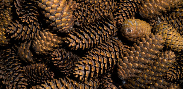 istock fir cones in brown color for background banner 1406804654