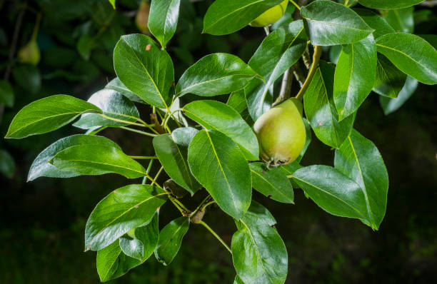 istock green pears on a branch for background 1406804769