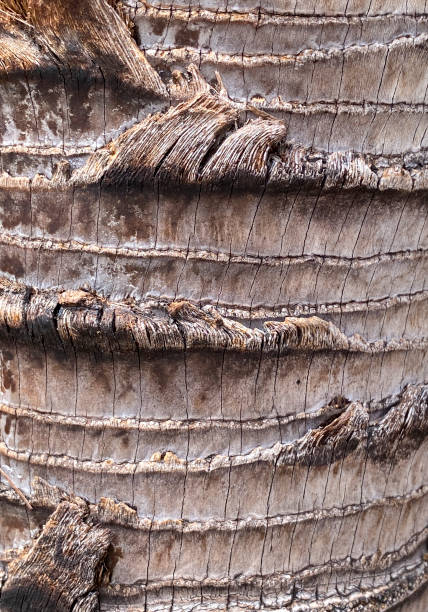 istock leaf scars on trunk of miraguama palm tree, Coccothrinax miraguama 1406804990