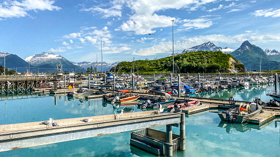 July 3, 2022, Valdez, Alaska. Valdez harbor is a beautiful setting for all that represents Alaska fishing.  Many will make their way to this harbor in hopes of catching salmon, halibut, and other sea fish. People can be seen throughout the harbor cleaning halibut, and the various fish they caught. Many will use this harbor as a starting point for the Prince William sound. The fishing industry will gather many salmon throughout the summer. These salmon will go on to other parts of the world.