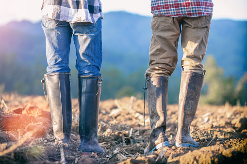 Two farmer in rubber boots standing in the cornfield to plan farming in the new season. agricultural concept.