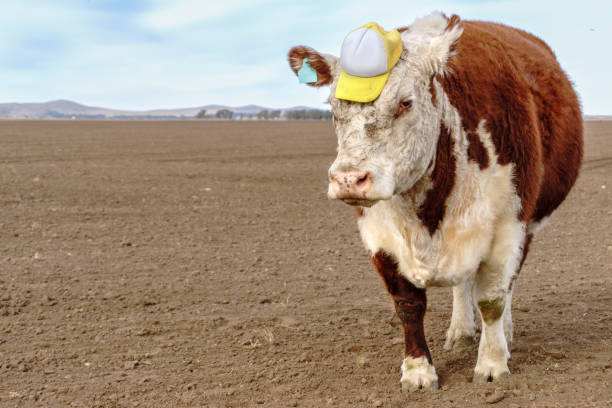 istock Comical image of a Polled Hereford cow in a field looking at the camera with a cap on 1406807729