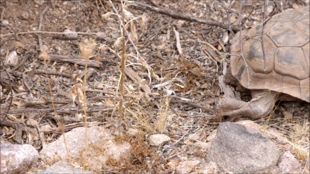 Sonoran Desert Tortoise - Feeding/Walking - Nature Video and Sound - Close up