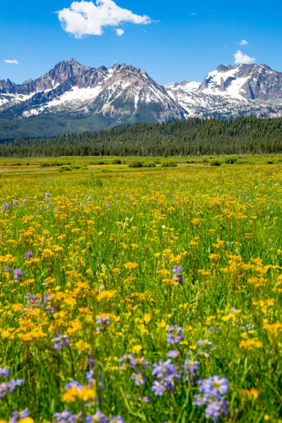 Wildflowers in the Sawtooth Mountains in Stanley, Idaho Summer in the Sawtooth Mountains Sawtooth National Recreation Area stock pictures, royalty-free photos & images