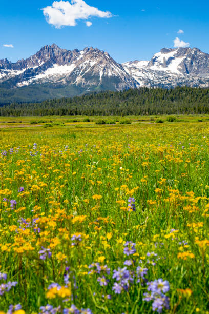 полевые цветы в горах с�оутус в стэнли, штат айдахо - idaho mountains стоковые фото и изображения