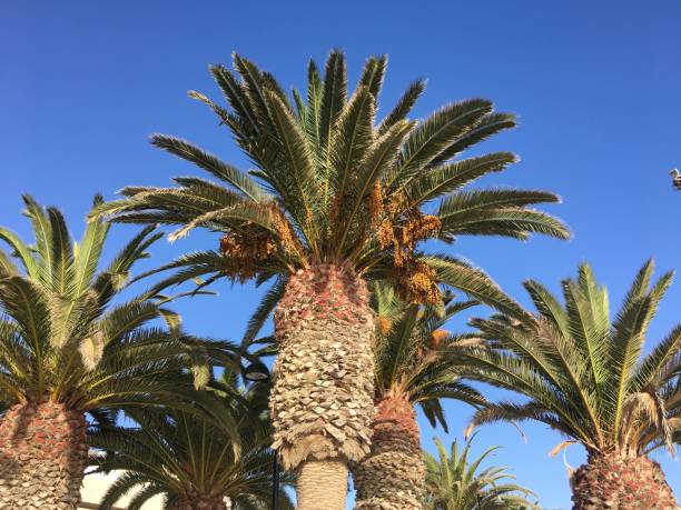 istock Los Cristianos in Tenerife 1406808729