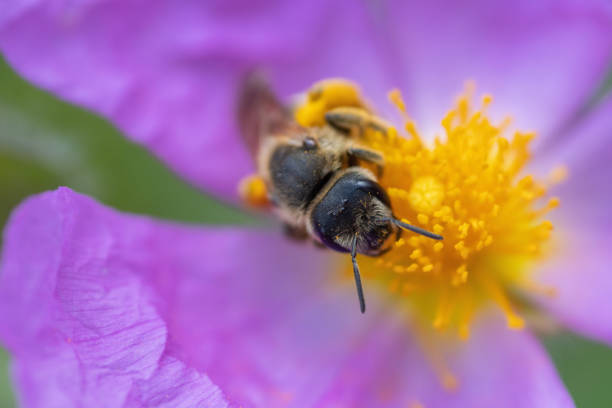istock Cistus Flower with Honey Bee 1406809665