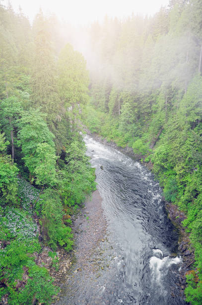 안개가 자욱한 일출에 산 숲에있는 강. 밴쿠버. - vancouver green forest ravine 뉴스 사진 이미지