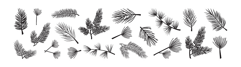 Christmas spruse and pine, xmas fir branch vector icon, evergreen tree, cedar twig, winter plant, New Year wood, holiday decoration, black silhouettes isolated on white background. Nature illustration