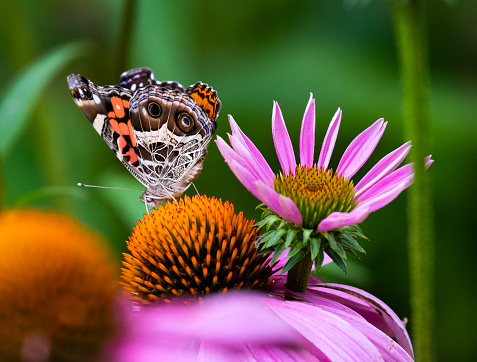 Butterfly in a butterfly garden in Arkansas