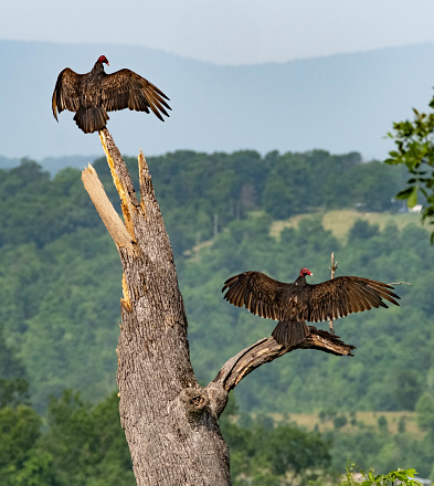 Pair of turkey vultures (aka buzzards) sunning themselves on a dead tree in the Ozark Mountains of Arkansas, USA.