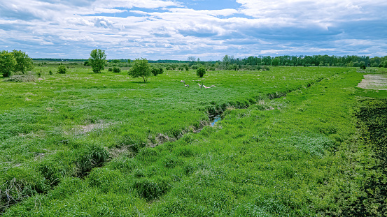 A springtime view of a grassy landscape with forest in the distance. Birds fly away over the small stream.