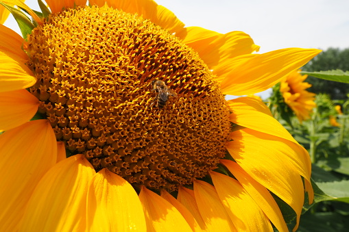 The Helianthus sunflower is a genus of plants in the Asteraceae family. Annual sunflower and tuberous sunflower. Agricultural field. Blooming bud with yellow petals. Furry leaves One big flower. A bee