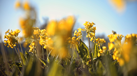 Springtime freshness on a primrose meadow.