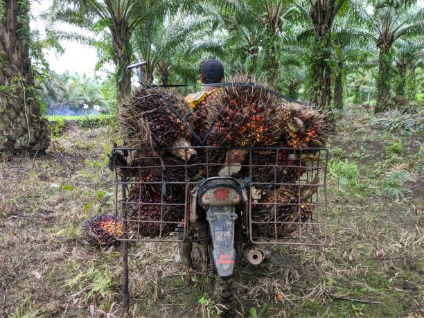 istock workers carrying palm oil on motorbikes 1406814861