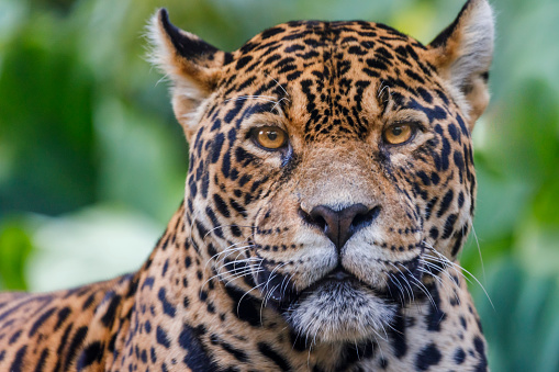 Jaguar looking at camera in Pantanal wetlands, Brazil