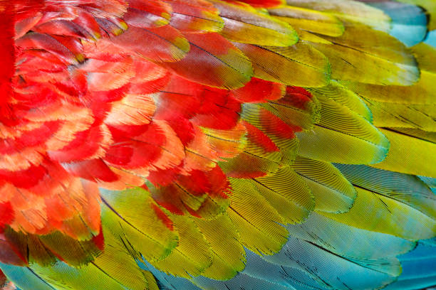 istock Parrot macaw wing - tropical bird plumage pattern Pantanal, Brazil 1406815767