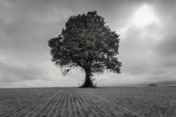 istock Black and white Lonely tree southern Brazil 1406815775
