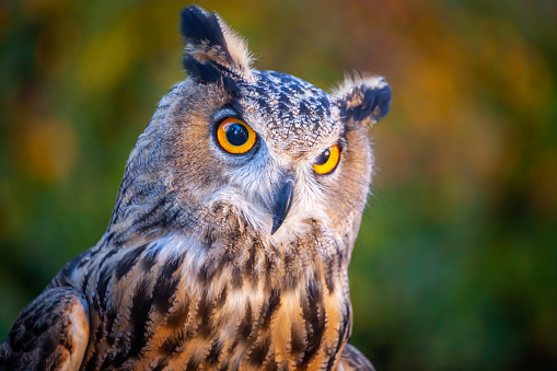 Beautiful and impressive smart Great horned owl, Bird of Prey